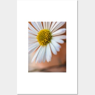 Daisies Posters and Art